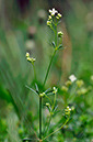 Bedstraw_Slender_LP0246_23_Caterham