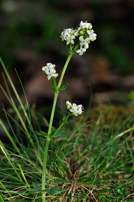 Bedstraw_Heath_LP0232_63_Horsell_Common