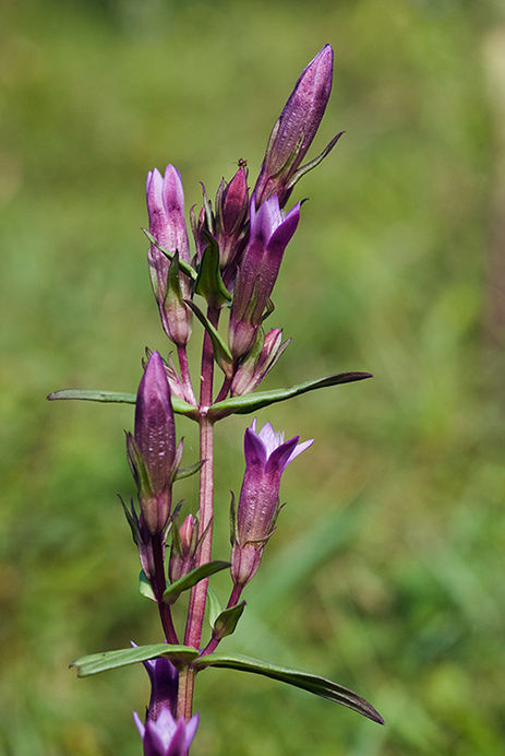 Gentian_Autumn_LP0070_24_Headley_Heath