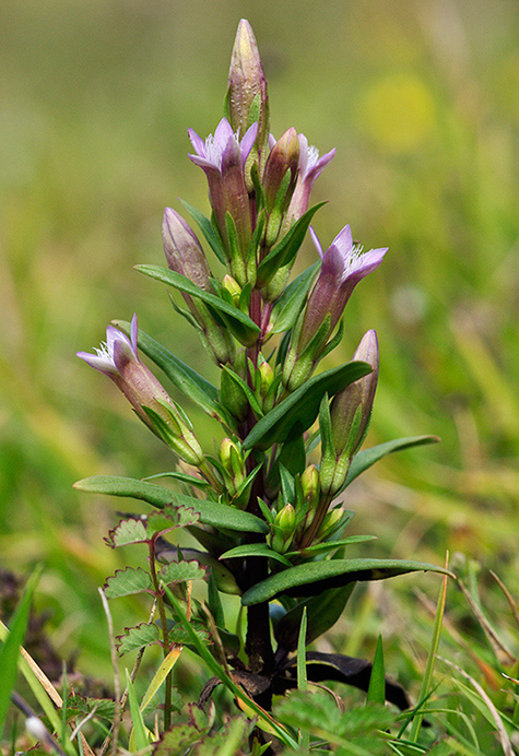 Gentian_Autumn_LP0291_32_Box_Hill1