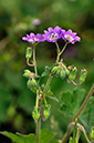 Cranes-bill_Hedgerow_LP0254_20_Byfleet