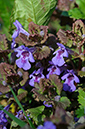 Ground-ivy_LP0351_09_Hampton_Court