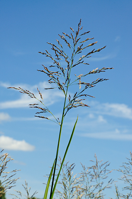 Sweet-grass_Reed LP0375_43_Clandon_Wood