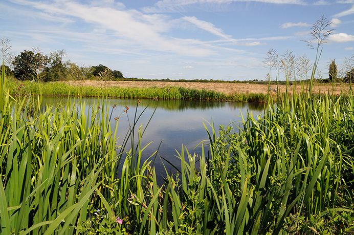 Sweet-grass_Reed LP0375_42_Clandon_Wood