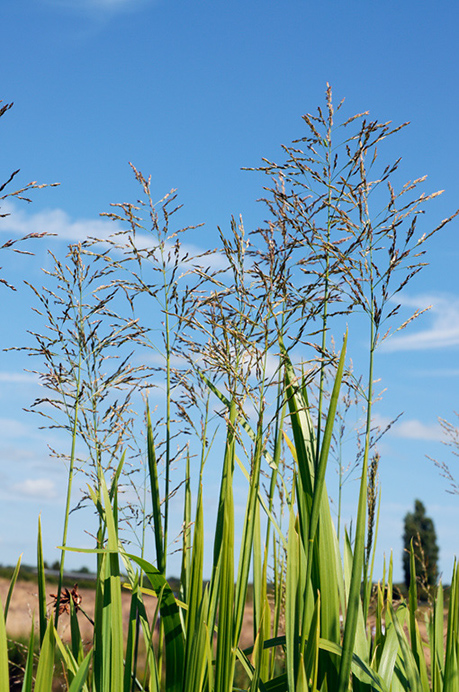 Sweet-grass_Reed LP0375_47_Clandon_Wood