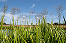 Sweet-grass_Reed LP0375_50_Clandon_Wood