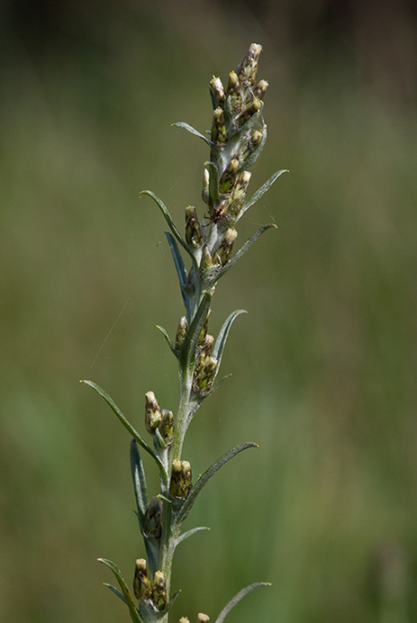 Cudweed_Heath_LP0177_12_Littleworth_Cross