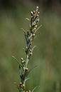 Cudweed_Heath_LP0177_12_Littleworth_Cross