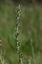 Cudweed_Heath_LP0177_19_Littleworth_Cross