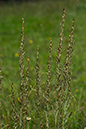 Cudweed_Heath_LP0177_24_Littleworth_Cross