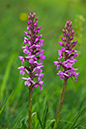 Orchid_Fragrant_LP0006_04_Box_Hill