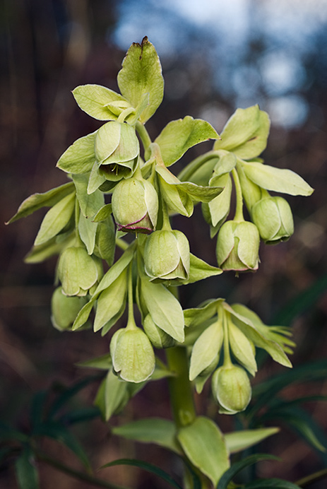 Hellebore_Stinking_LP0089_02_Riddlesdown