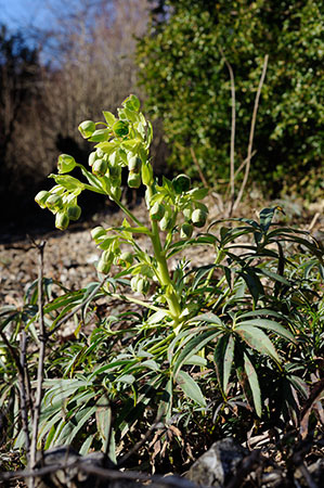 Hellebore_Stinking_LP0299_12_Mickleham