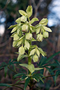 Hellebore_Stinking_LP0089_04_Riddlesdown