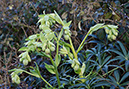 Hellebore_Stinking_LP0299_05_Mickleham