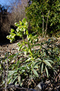 Hellebore_Stinking_LP0299_12_Mickleham