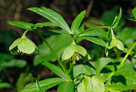 Hellebore_Green_LP0302_01_Ranmore