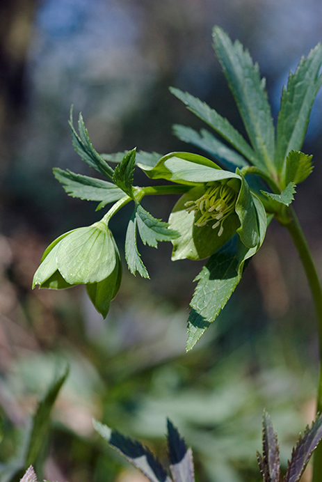 Hellebore_Green_LP0101_27_Ranmore