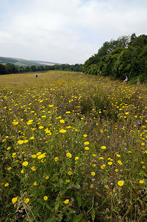 Oxtongue_Bristly_LP0323_06_Ranscombe_Farm