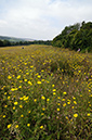 Oxtongue_Bristly_LP0323_06_Ranscombe_Farm