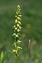 Orchid_Musk_LP0055_08_Noar_Hill