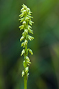 Orchid_Musk_LP0153_05_Box_Hill