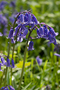 Bluebells_LP0117_09_Harewoods