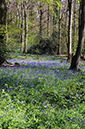 Bluebells_LP0240_11_Staffhurst_Wood