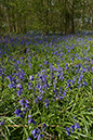 Bluebells_LP0036_15_Harewoods