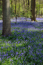 Bluebells_LP0308_36_Staffhurst_Wood