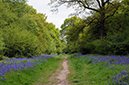 Bluebells_LP0361_07_Kings_Wood