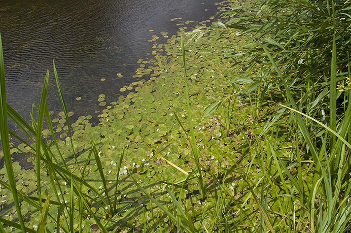 Frogbit_LP0218_04_Runnymede