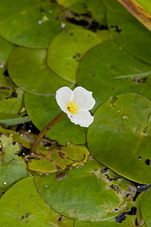 Frogbit_LP0218_41_Runnymede