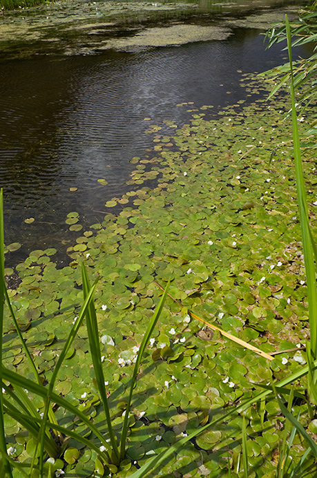 Frogbit_LP0218_05_Runnymede