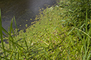 Frogbit_LP0218_04_Runnymede