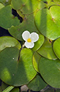 Frogbit_LP0218_58_Runnymede