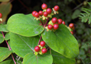 Tutsan_LP0379_32_Brookwood_Cemetery