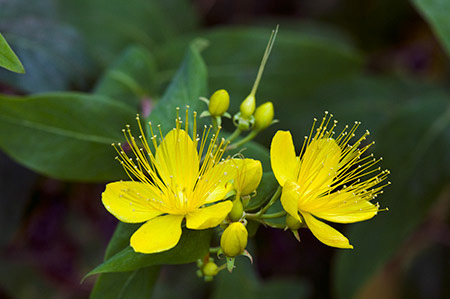 Tutsan_Stinking_LP0214_29_Hurst_Park