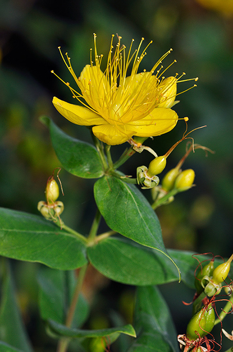 Tutsan_Stinking_LP0286_34_Hampton_Court