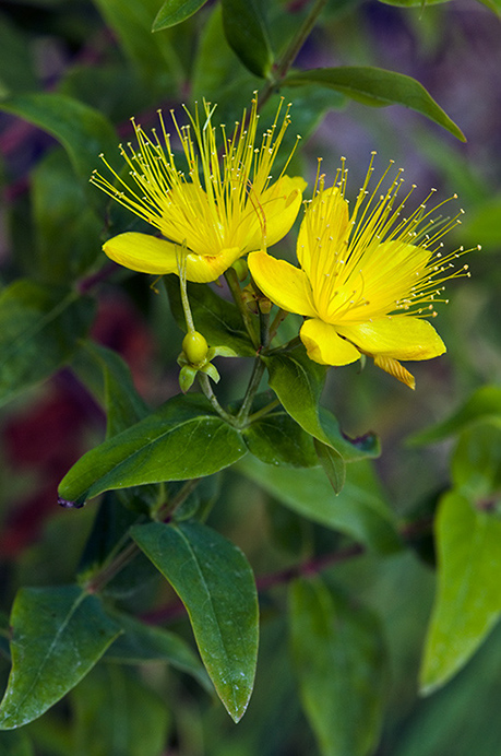 Tutsan_Stinking_LP0214_15_Hurst_Park