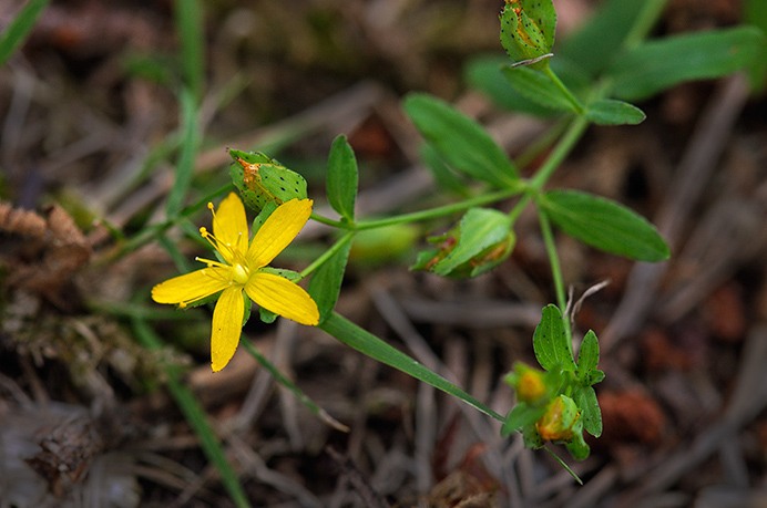 St_Johns-wort_Trailing_LP0379_36_Brookwood_Cemetery