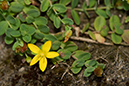 St_Johns-wort_Trailing_LP0151_38_Mitcham_Common