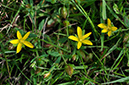 St_Johns-wort_Trailing_LP0253_26_Leith_Hill