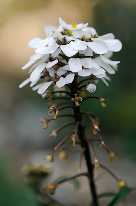 Candytuft_Wild_LP0303_02_Mickleham