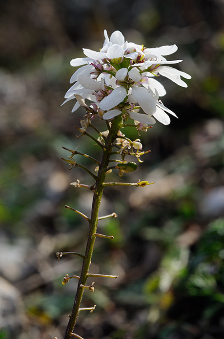 Candytuft_Wild_LP0303_01_Mickleham