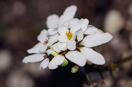 Candytuft_Wild_LP0303_11_Mickleham