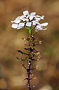 Candytuft_Wild_LP0303_10_Mickleham