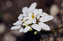 Candytuft_Wild_LP0303_11_Mickleham