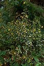 Balsam_Orange_LP0184_33_Shalford