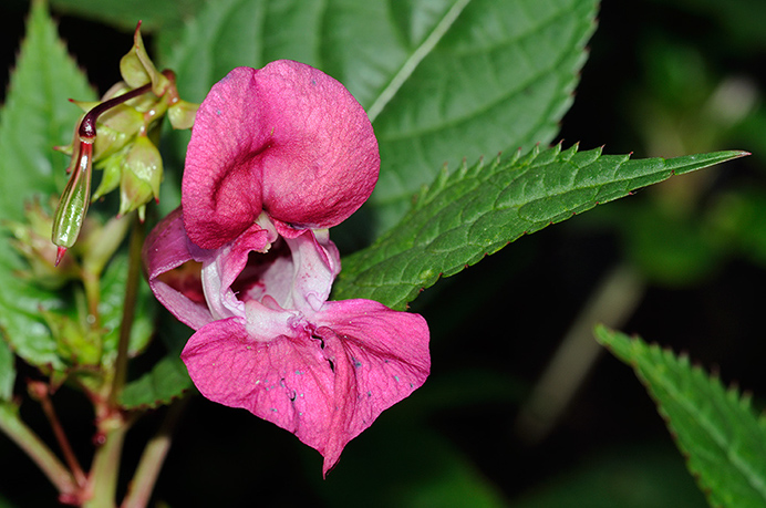 Balsam_Indian_LP0329_10_Hampton_Court